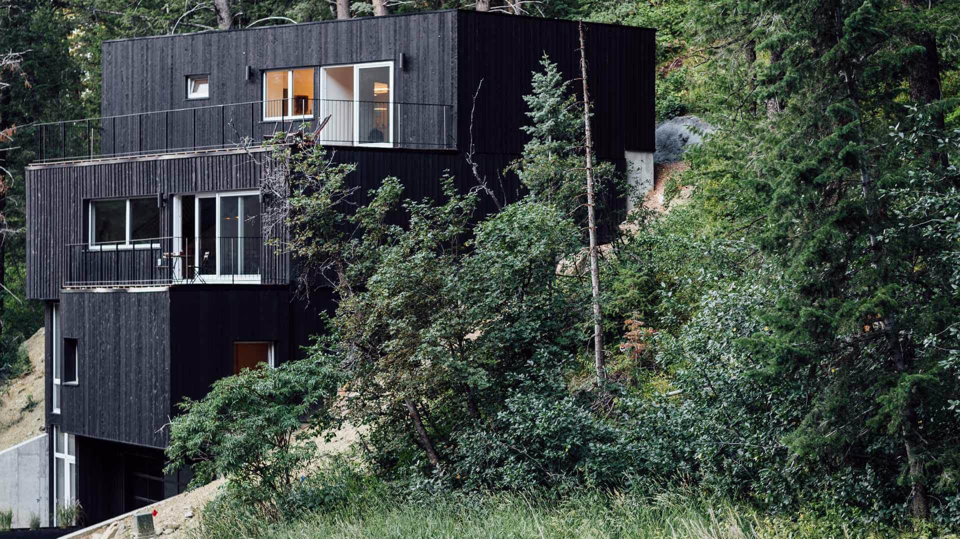 Tree Haus
